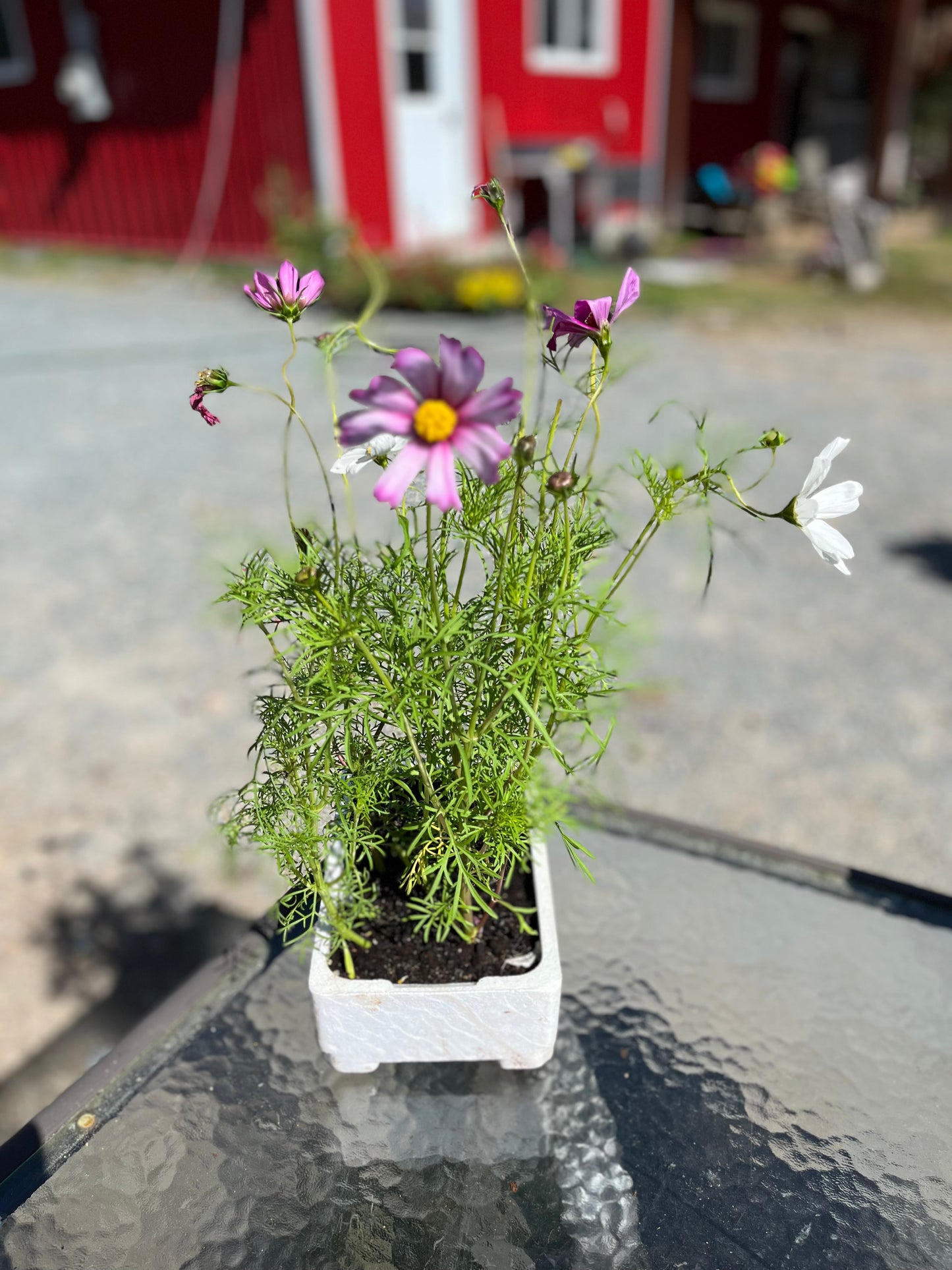 Cosmos