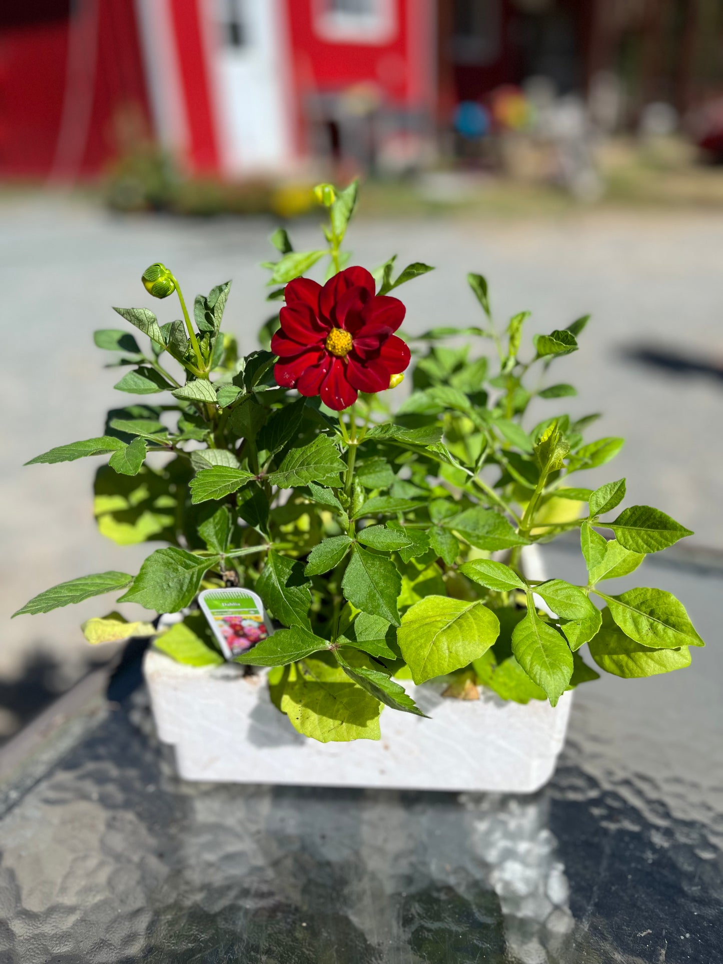 Dahlia