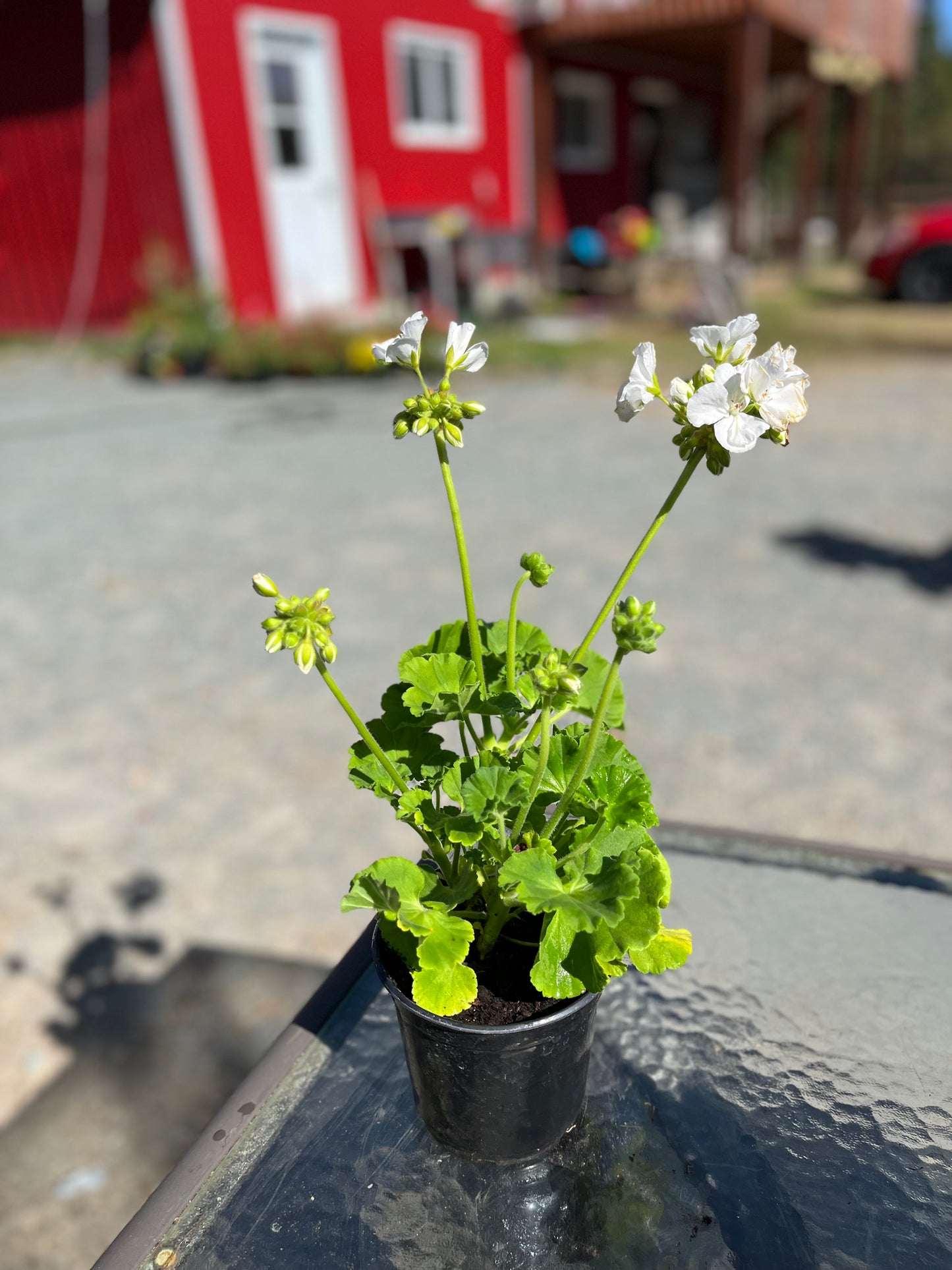 Géranium