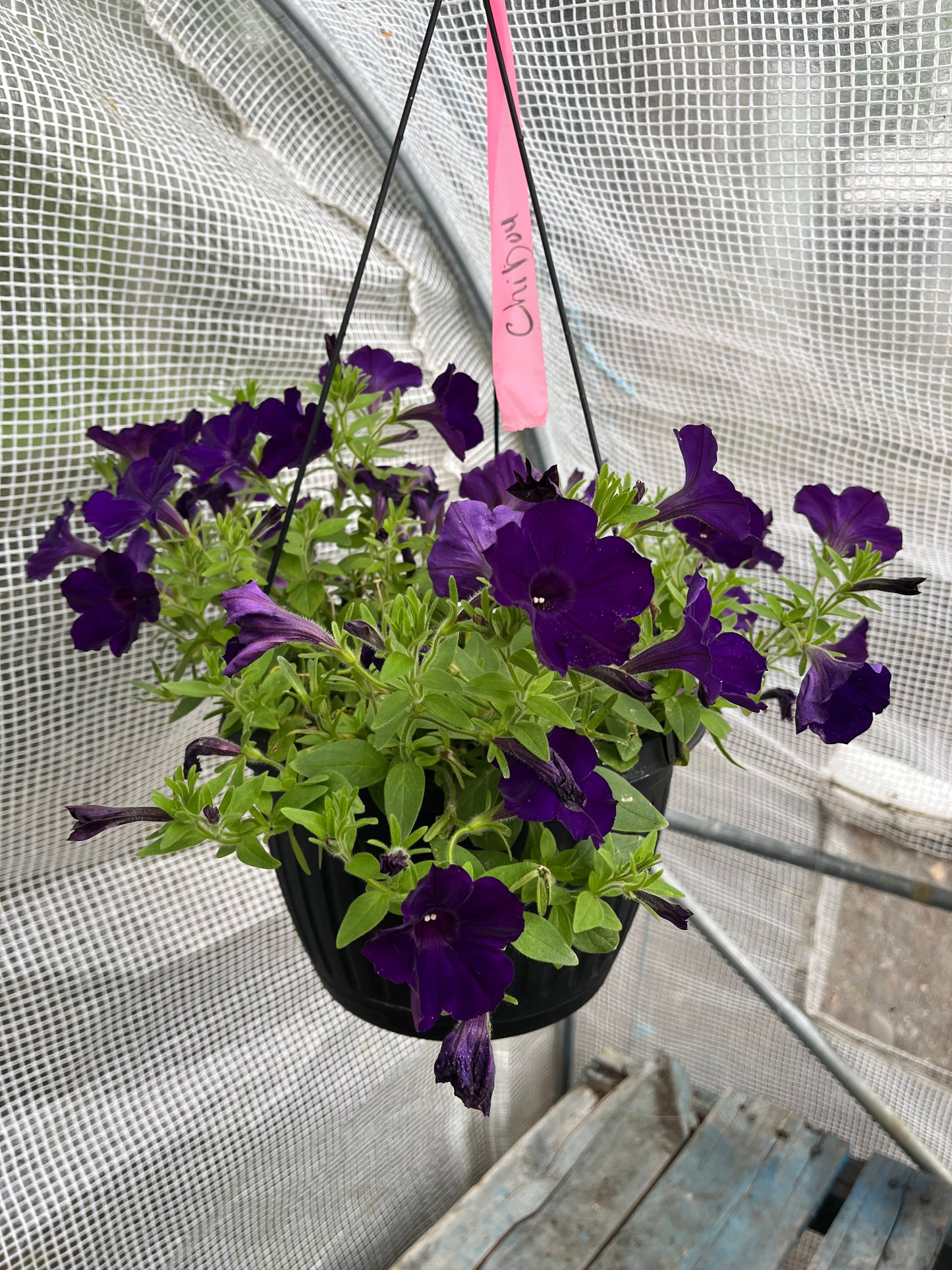 Pétunia simple