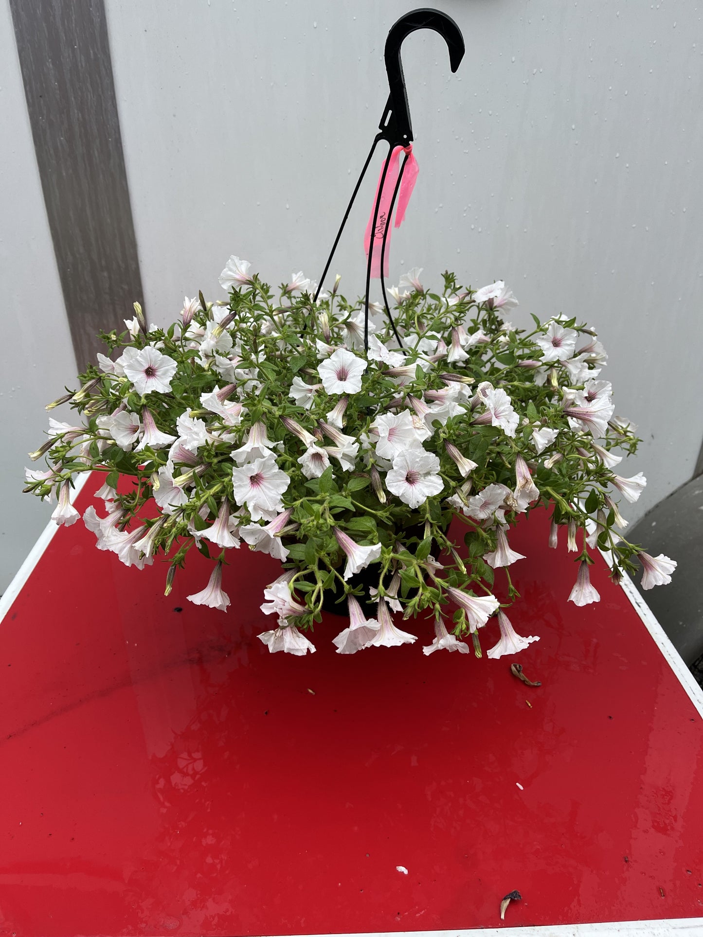Supertunia