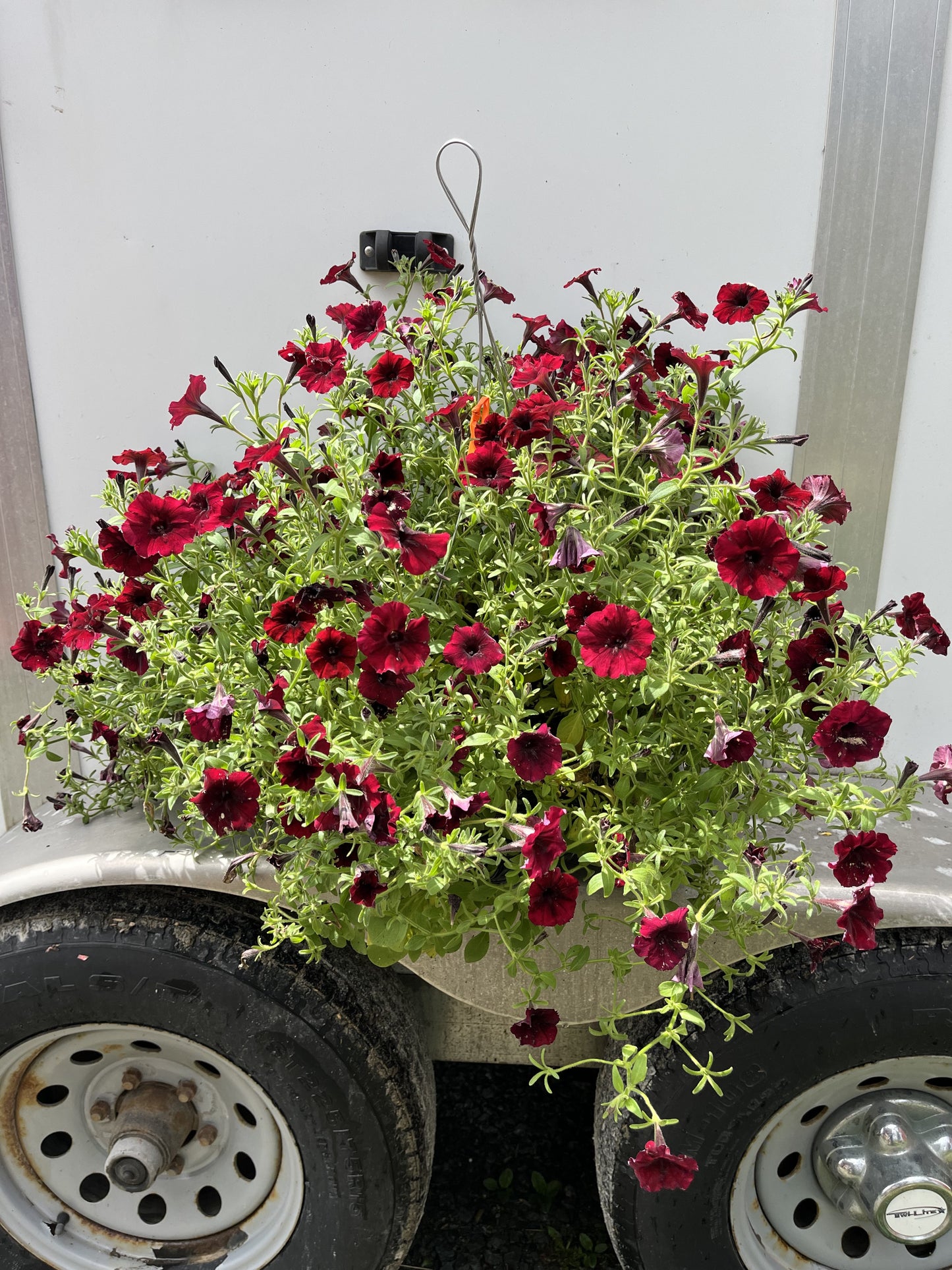 Supertunia