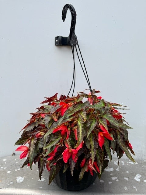 Bégonia