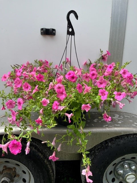 Supertunia