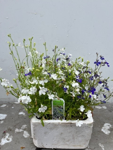 Lobelia Pendula