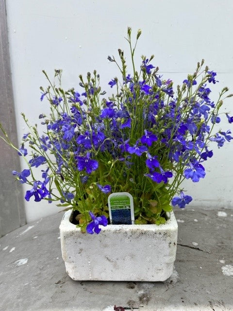 Lobelia Pendula