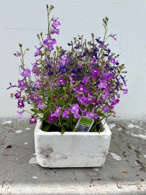 Lobelia Pendula
