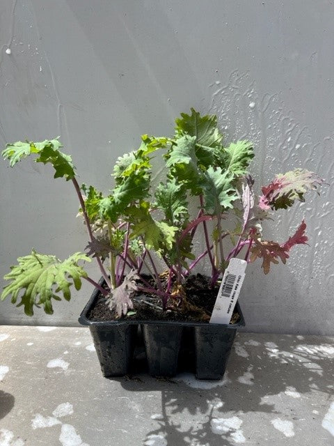 Chou kale