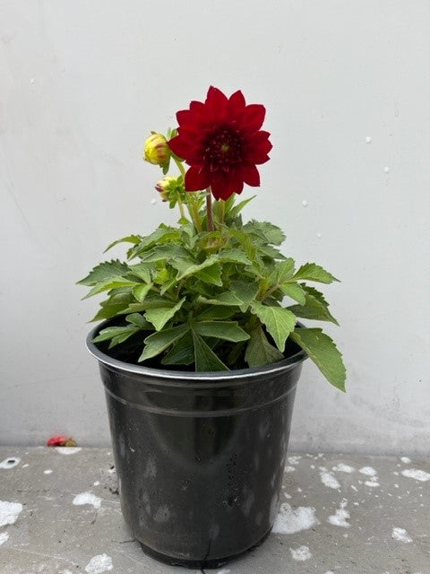 Dahlia
