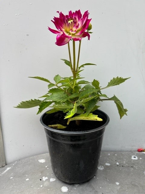 Dahlia