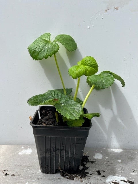 Fraise