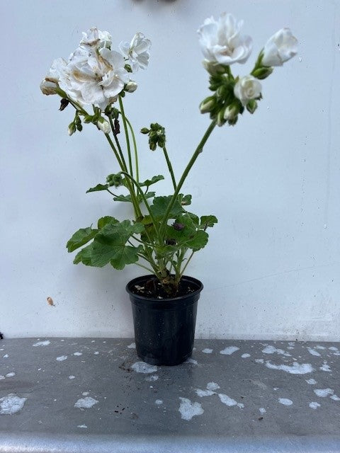 Géranium
