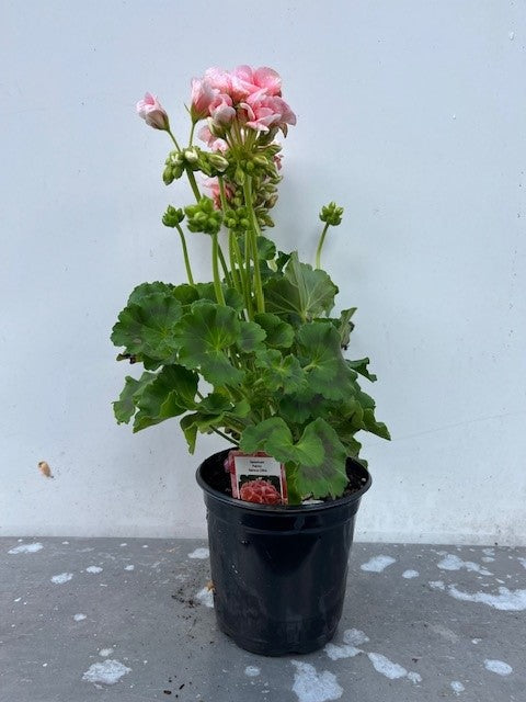 Géranium