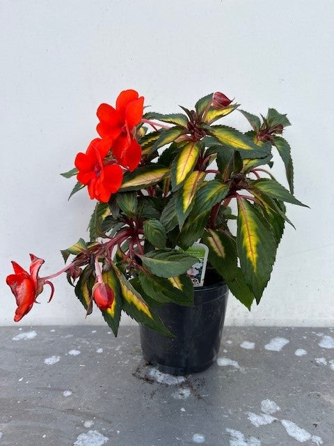 Impatiens de Nouvelle Guinée