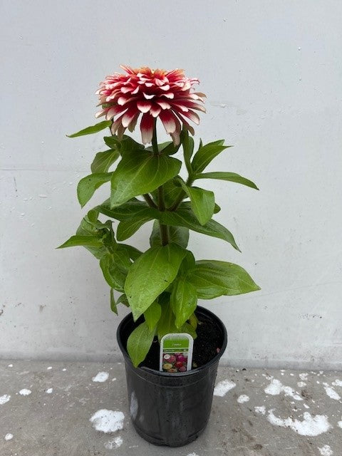 Zinnia