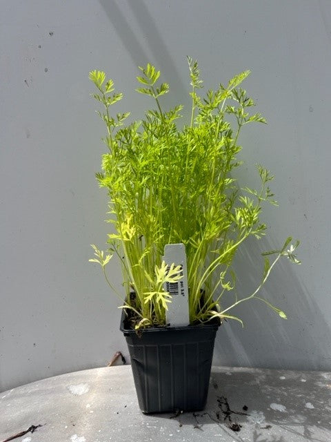 Carottes
