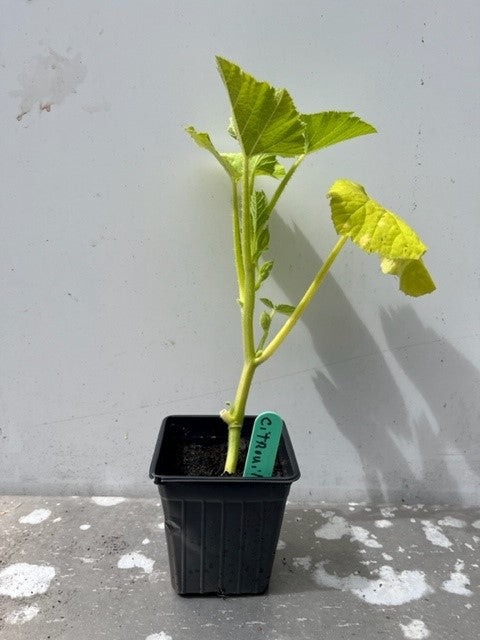 Citrouille