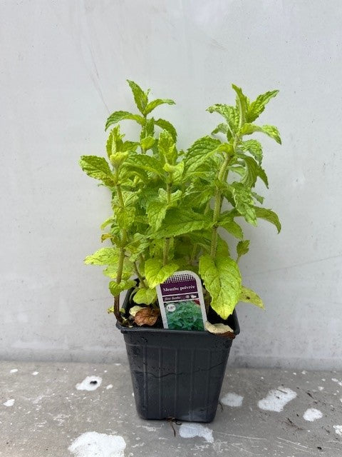 Menthe