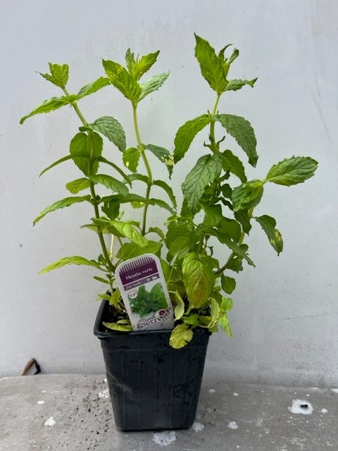 Menthe