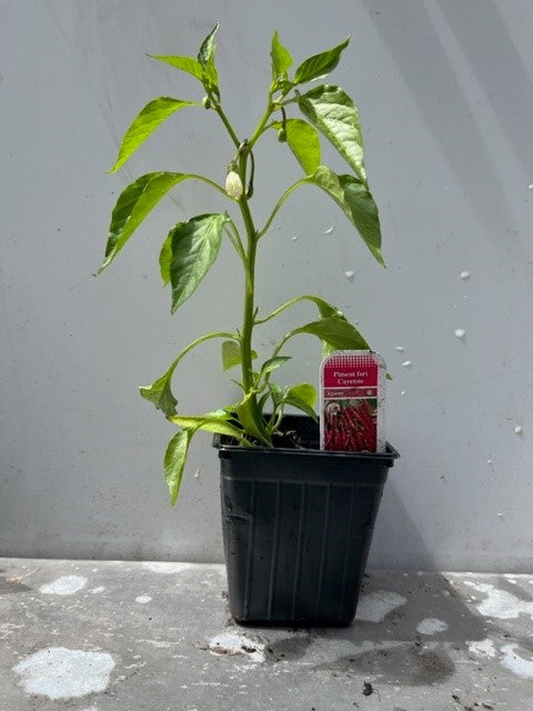 Piment