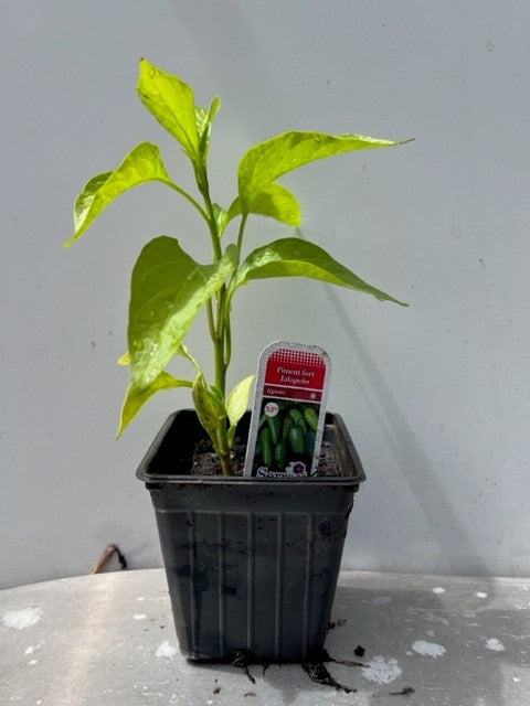Piment