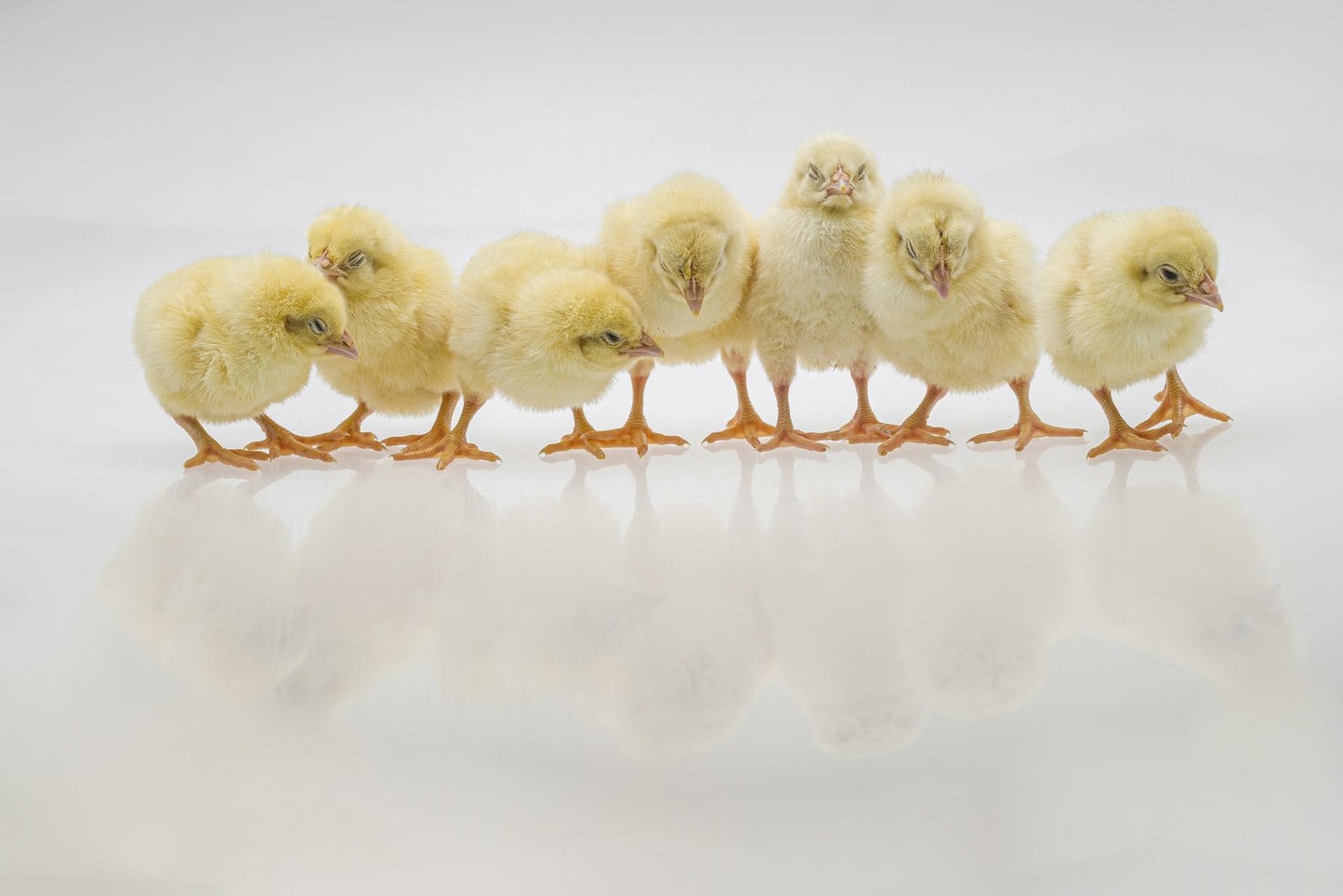 Poussins de chair