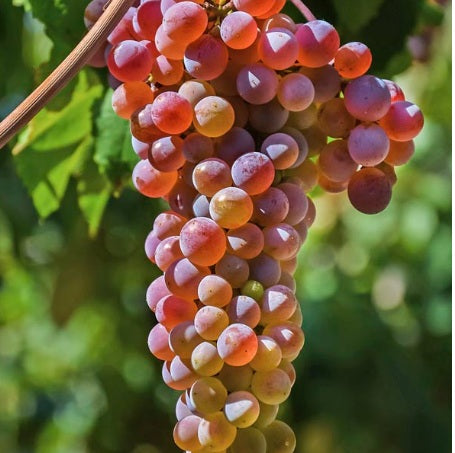 Vigne à raisins Somerset