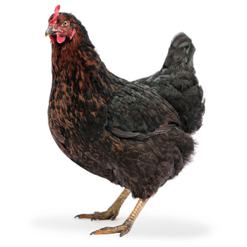 Poule pondeuse Harco, vaccinée