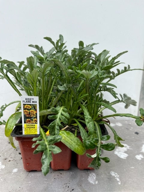 Gazania