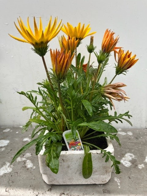 Gazania