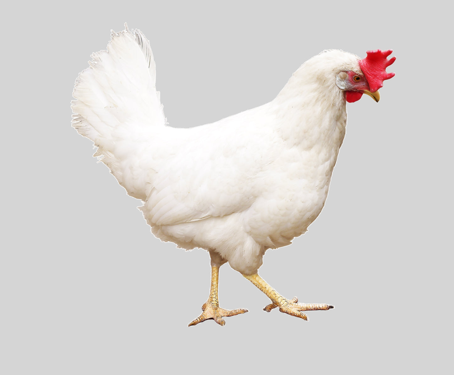 Poule pondeuse blanche, vaccinée