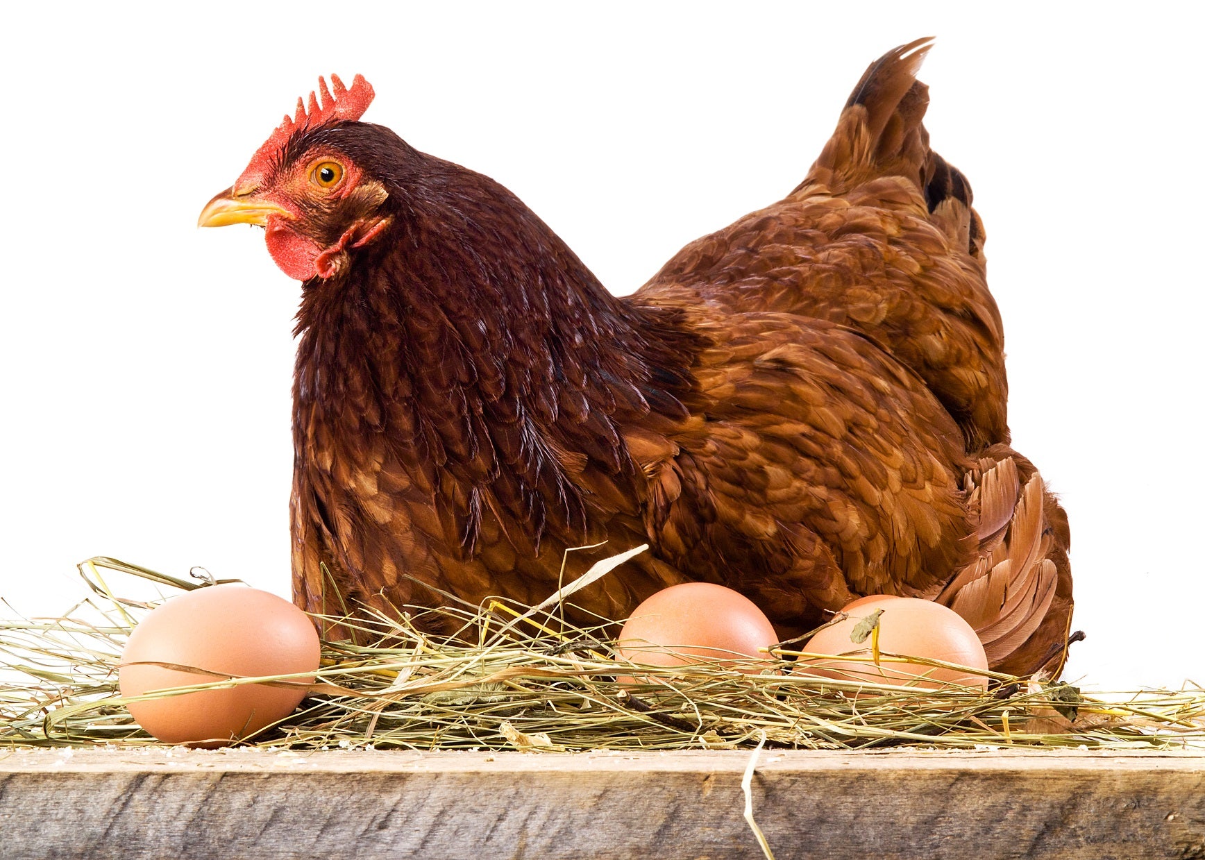 Poule Pondeuse Brune, Vaccinée – Rancho Vallée