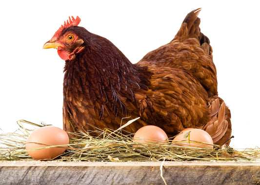 Poule pondeuse brune, vaccinée