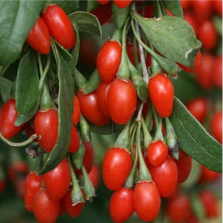 Goji Dynamite