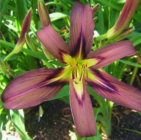 Hémérocalle Black Arrowhead