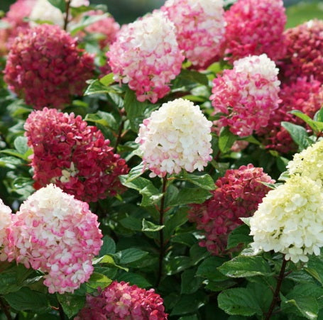Hydrangée paniculée Little Lime Punch