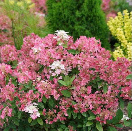 Hydrangée paniculée Little Quick Fire