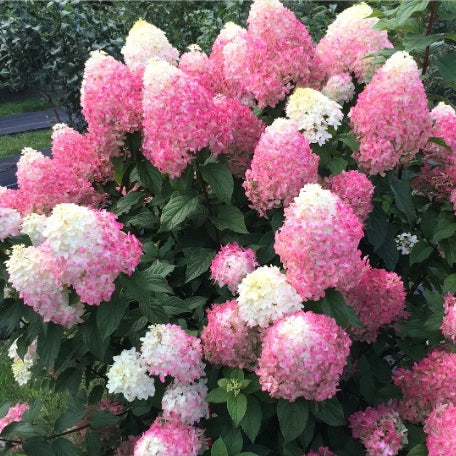 Hydrangée paniculée Quick Fire Fab