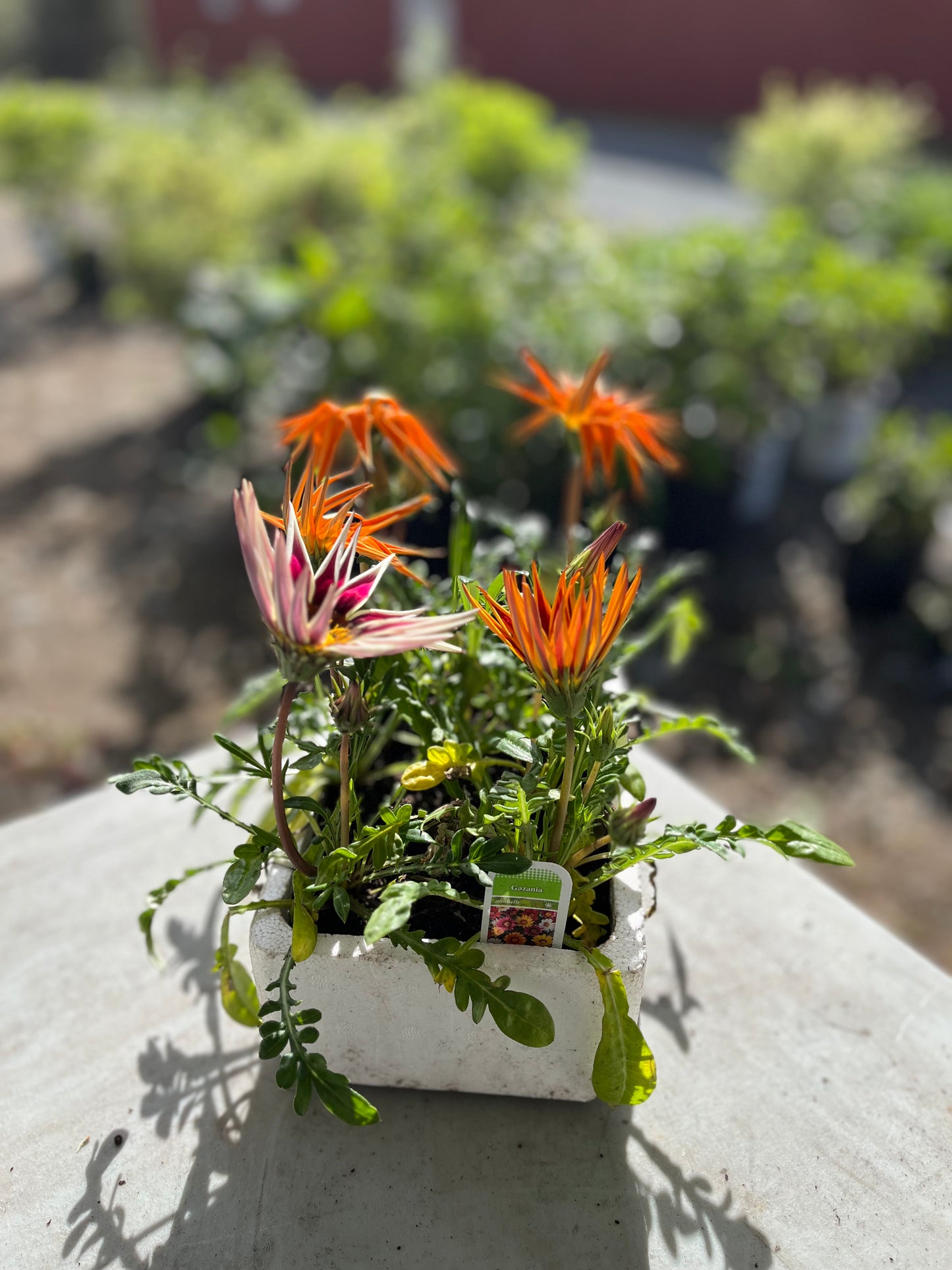 Gazania