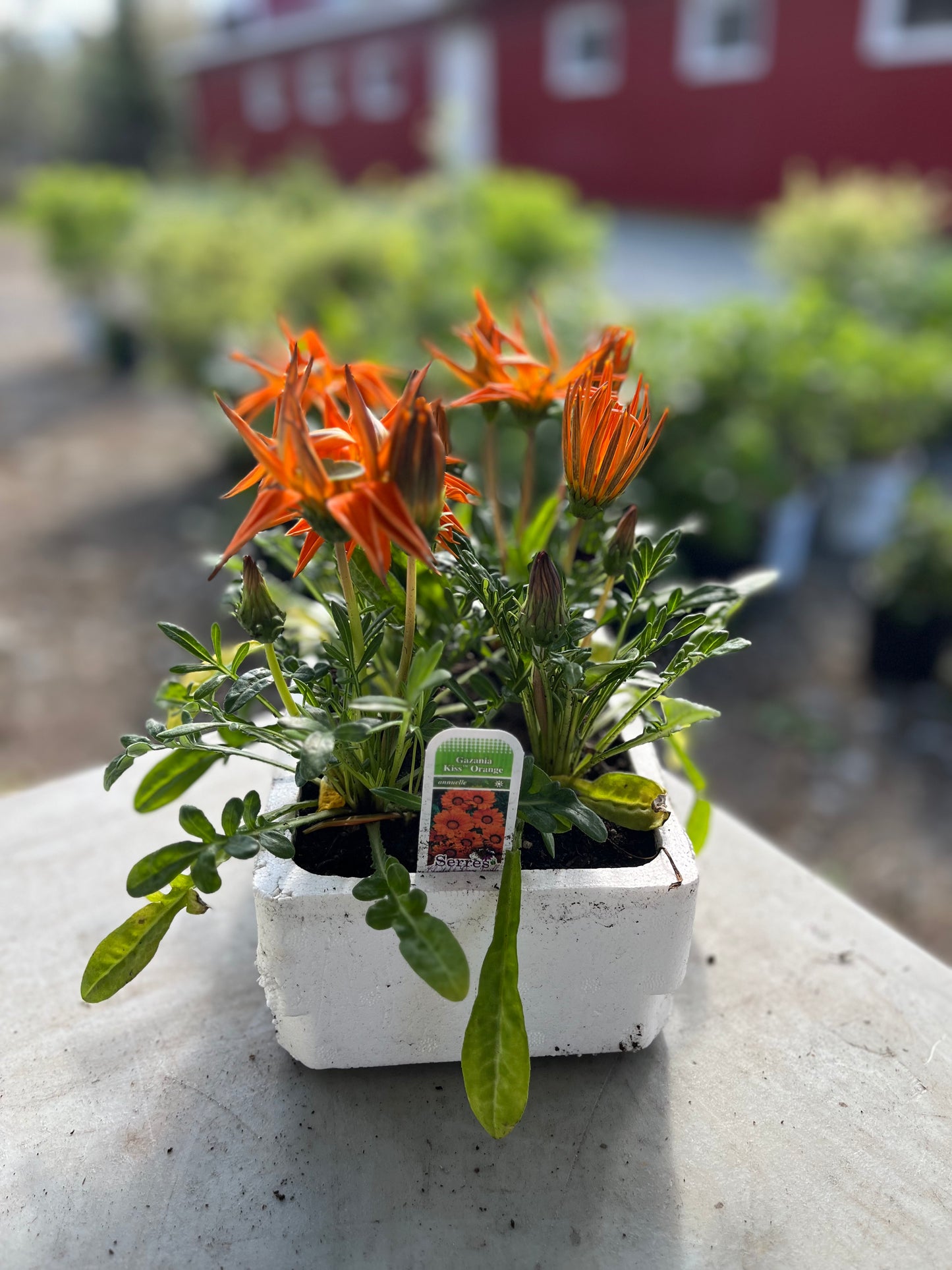 Gazania