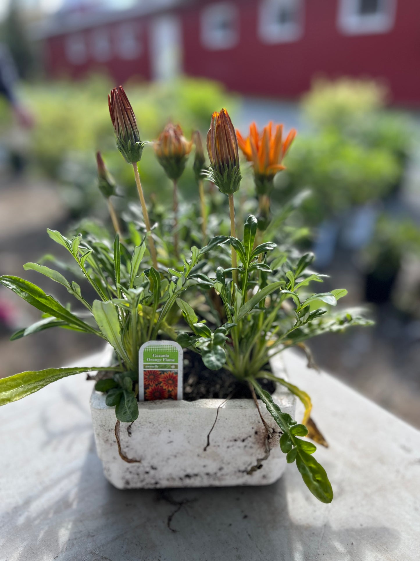Gazania