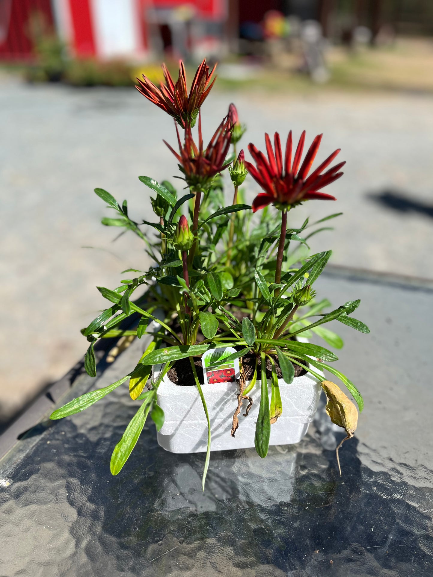 Gazania