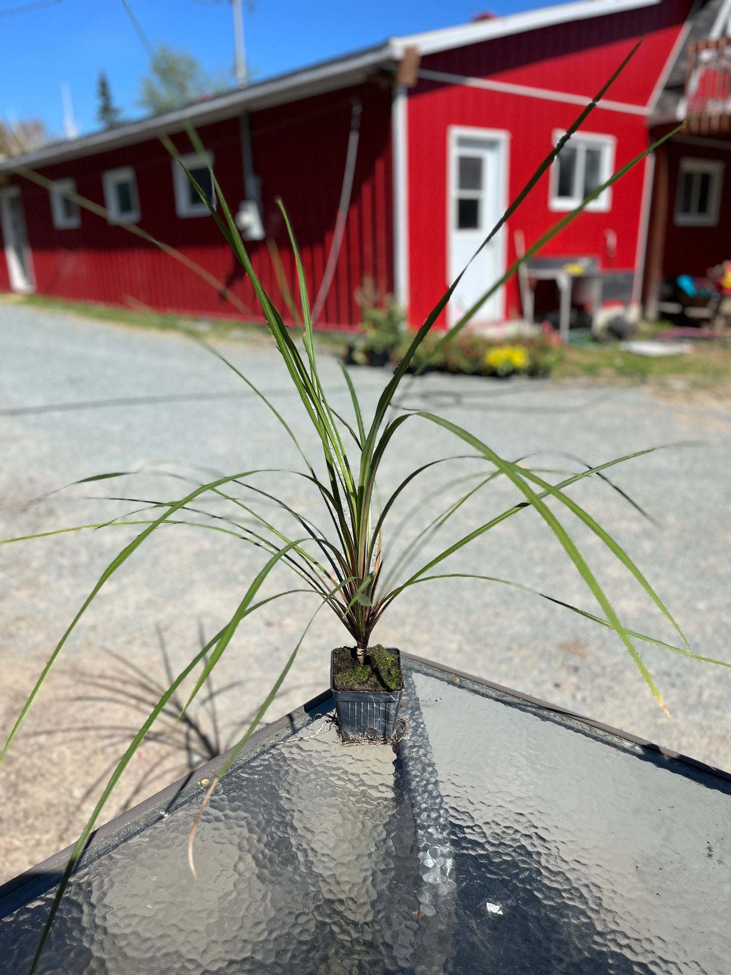 Dracena