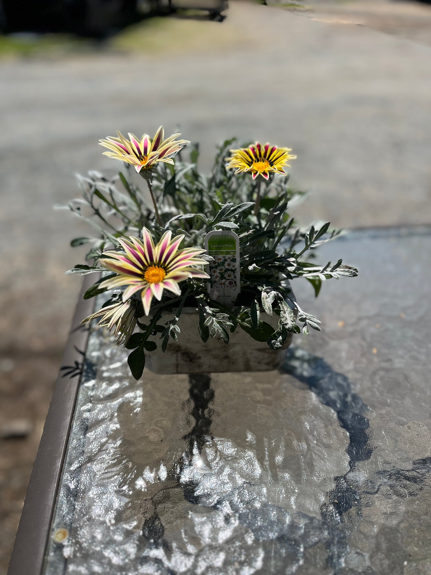 Gazania