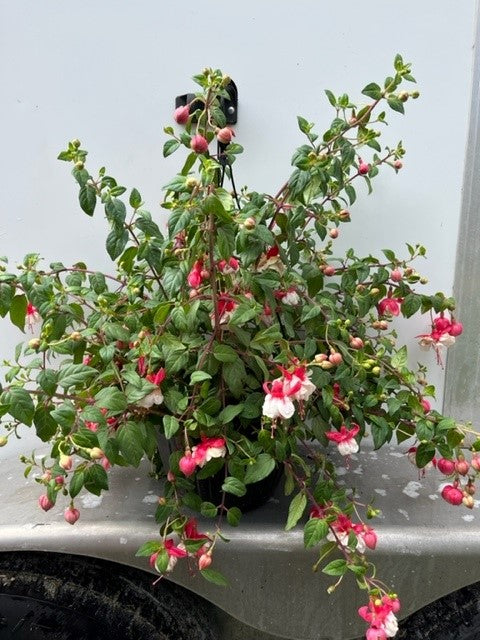 Fuchsia