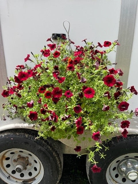 Pétunia Végétatif