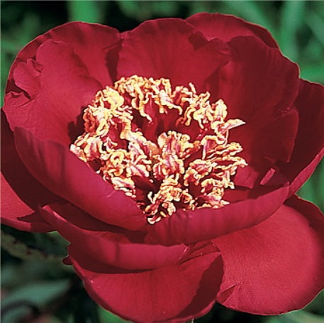 Pivoine Barrington Belle