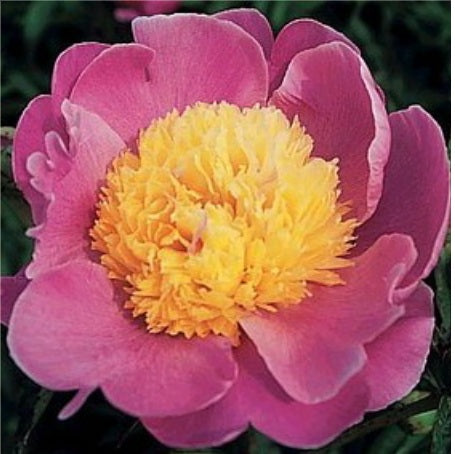 Pivoine Doreen