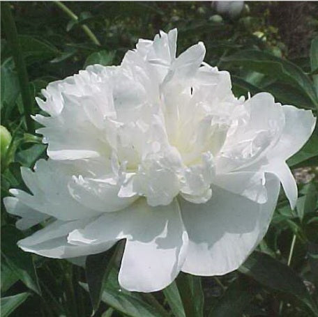 Pivoine Duchesse de Nemours