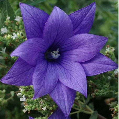 Platycodon Astra Double Blue